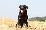 BEAUCERON 496